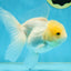 A Grade White Oranda Female 5.5 inches #062725OR_22