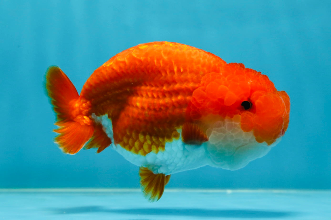 A Grade Red White LionQueen 4.5-5 inches #052325LC_22