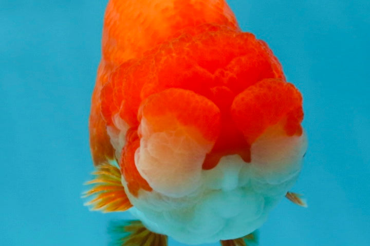 AAA Grade Red White LionKing 4.5 inches #050925LC_11