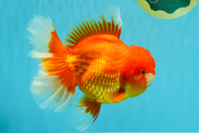 GIANT A Grade Jumbo Red White Oranda Female 7.5 inches #031326OR_05
