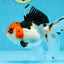 Tricolor Oranda Female 5-5.5 inches #100325OR_16