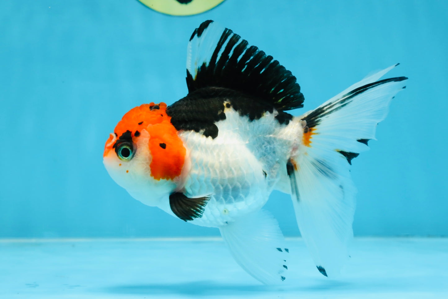 Tricolor Oranda Female 5-5.5 inches #100325OR_16