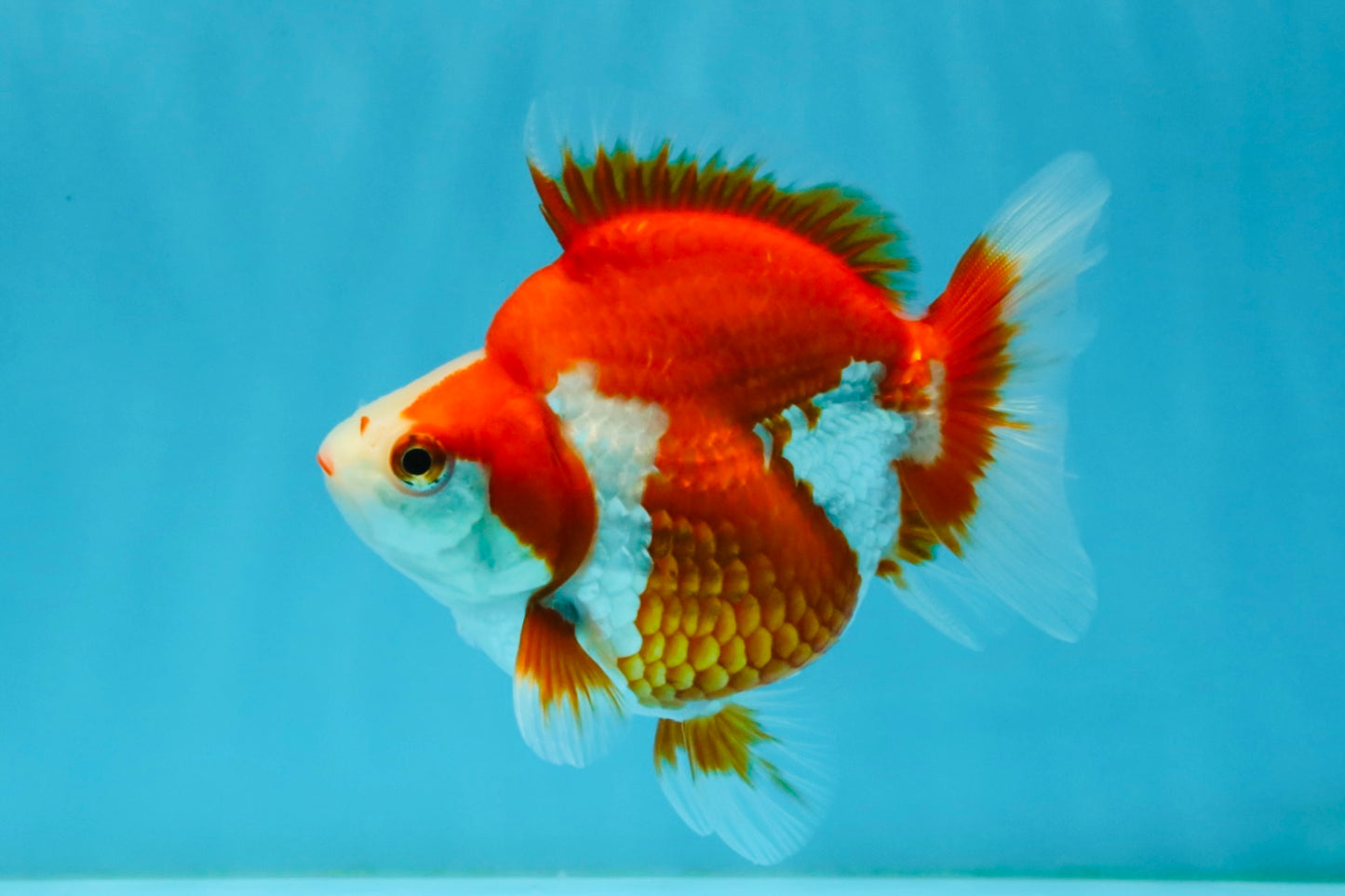 A Grade Red White Ryukin Female 4-4.5 inches #032726RK_24