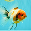 A Grade Sakura Oranda Male 6.5 inches #071726OR_24