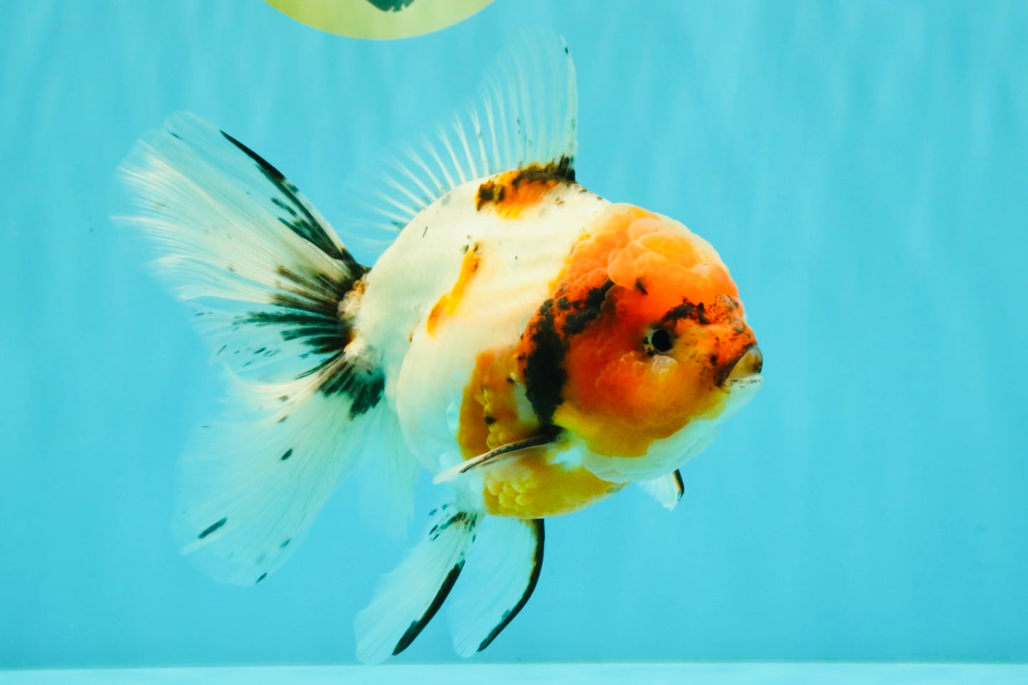 A Grade Sakura Oranda Male 6.5 inches #071726OR_24