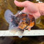 CHONKY AAA Grade Tiger Oranda Male 6 inches #102425OR_19