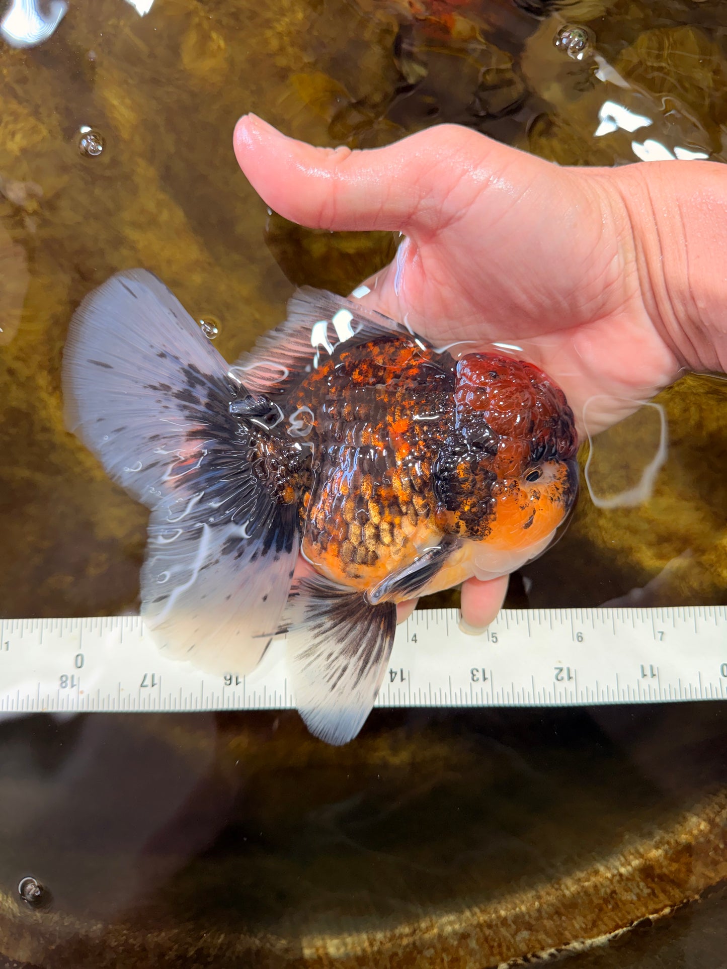 CHONKY AAA Grade Tiger Oranda Male 6 inches #102425OR_19