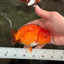 A Grade Red LionKing 4.5 inches #082126LC_19