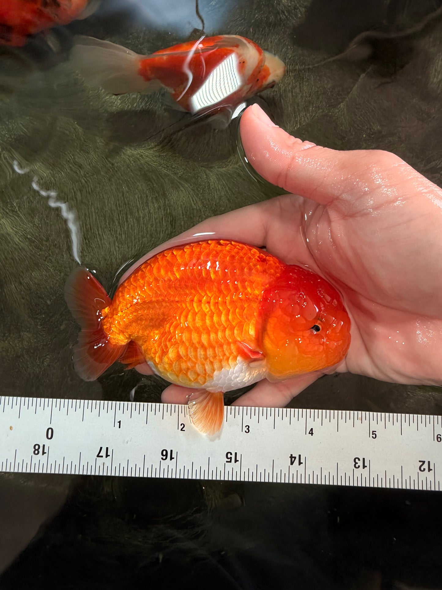 A Grade Red LionKing 4.5 inches #082126LC_19