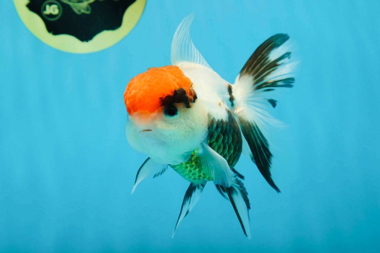 A Grade Tricolor Oranda Female 4.5 inches #010325OR_05