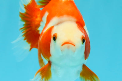 AAA Grade Red White Ryukin Female 4-4.5 inches #030626RK_16