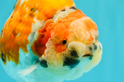 CHUBBY AAA Grade Diamond Scale Tricolor  Ranchu Male 5.5-6 inches #101626RC_26