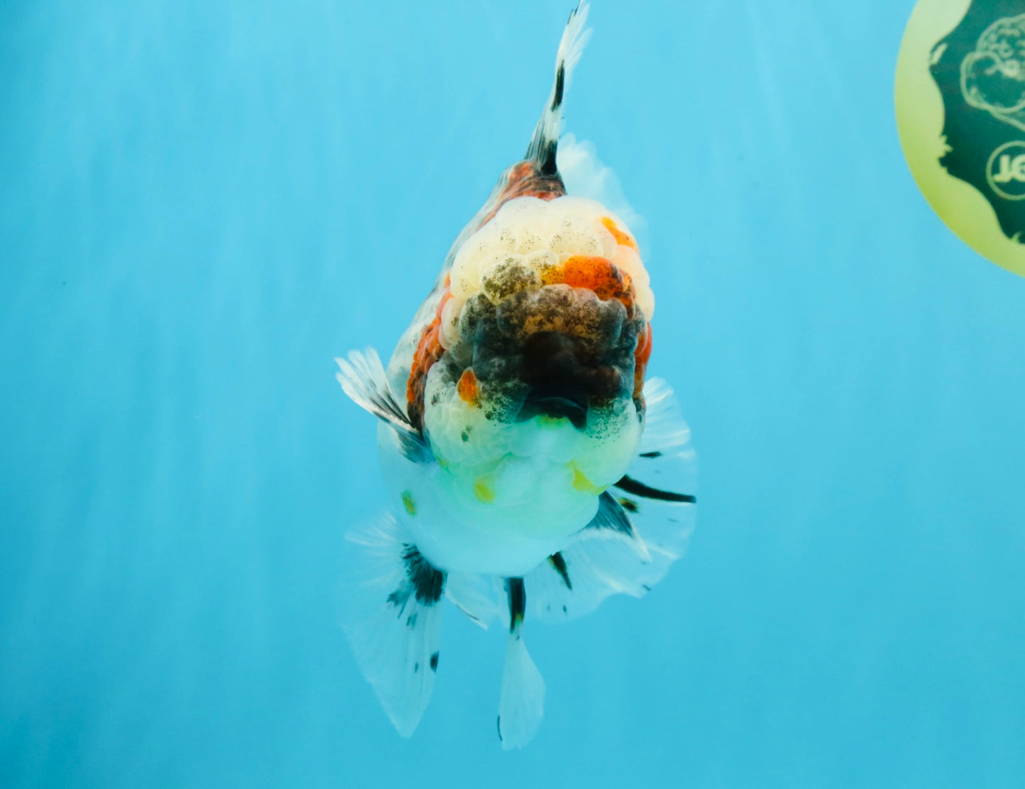 BULLDOG AAA Grade Calico Kirin Oranda Male 6.5 inches #040326OR_20