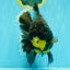 KING KONG AAA Grade Broadtail Dark Kirin Oranda Female 7.5 inches #080726OR_01