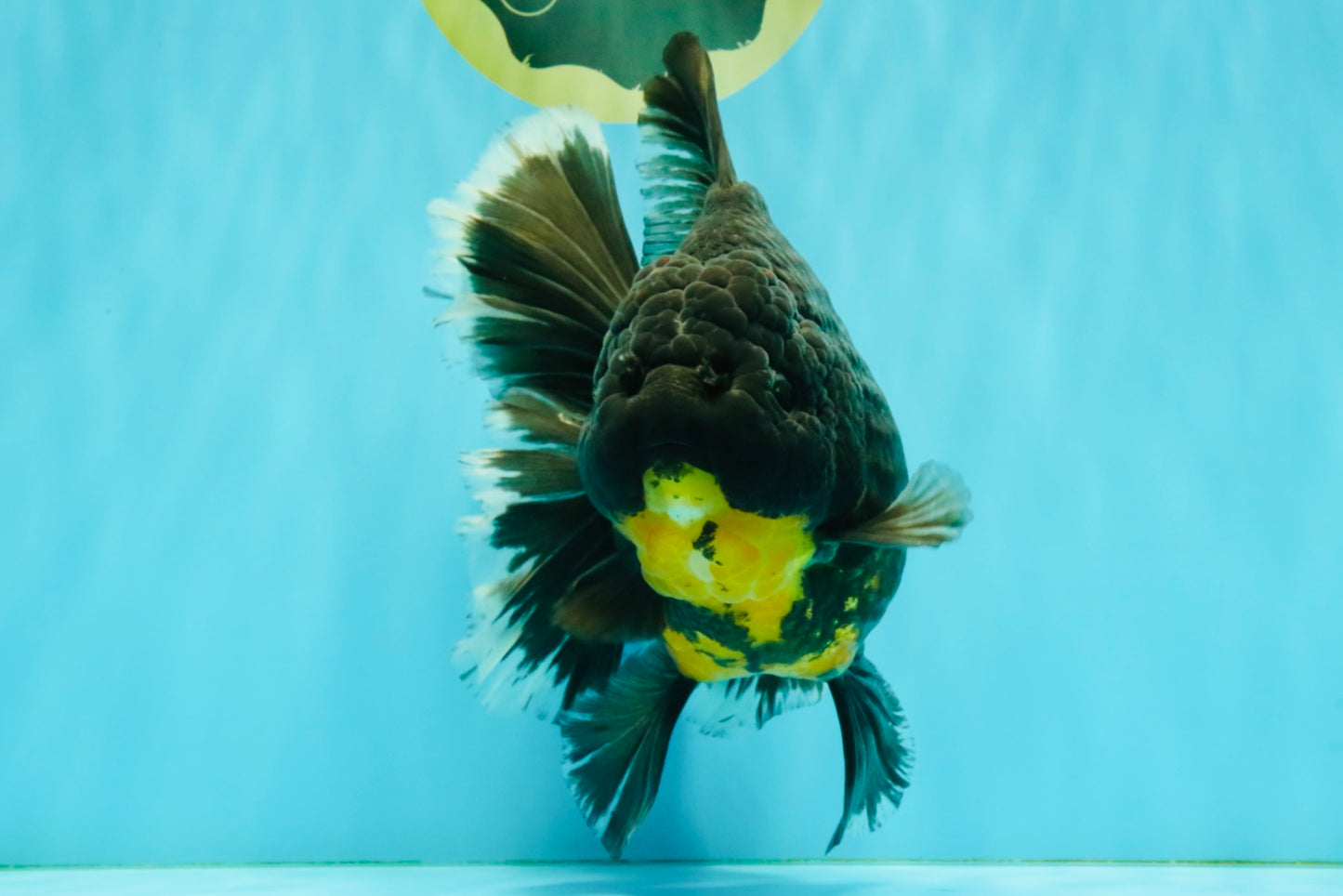 KING KONG AAA Grade Broadtail Dark Kirin Oranda Female 7.5 inches #080726OR_01