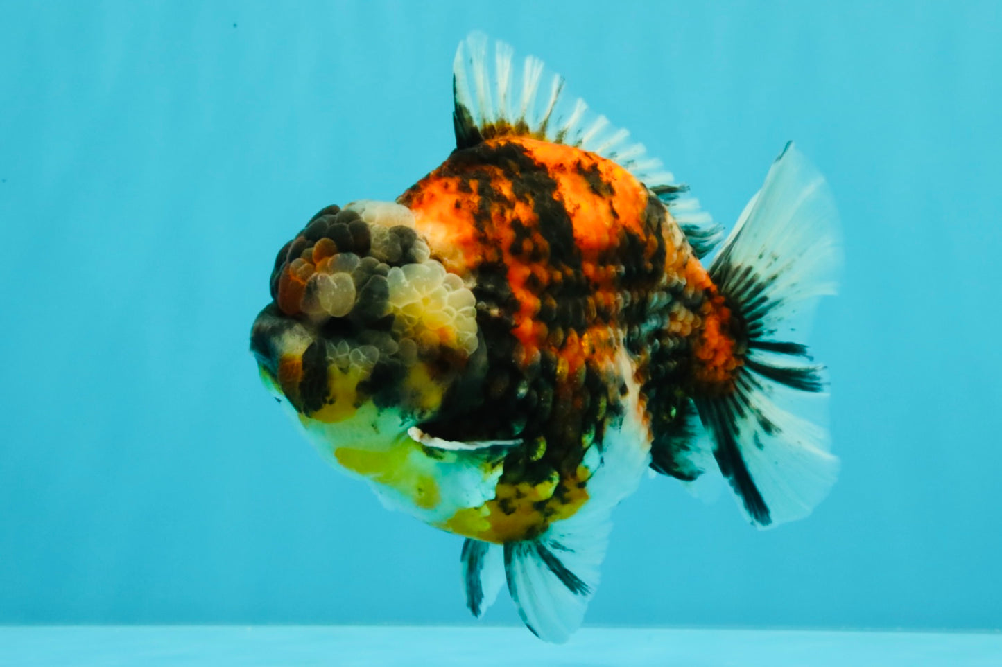 UNIQUE AAA Grade Special Tiger Yuanbao Male 5-5.5 inches #031326YB_23