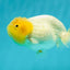 TRULY Lemonhead Lionchu Male 4 inches #1004LC_17