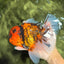 CHONKY AAA Grade Tiger Oranda Male 7.5 inches #092526OR_01