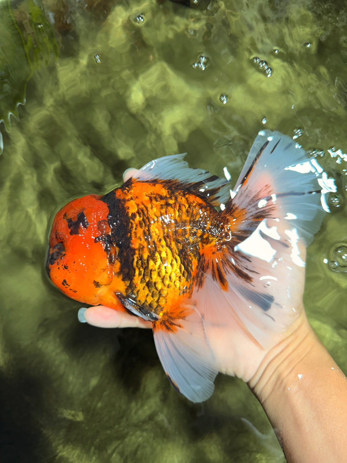 CHONKY AAA Grade Tiger Oranda Male 7.5 inches #092526OR_01