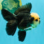 AAA Grade Panda Button Eyes Oranda Male 5.5 inches #031326OR_25