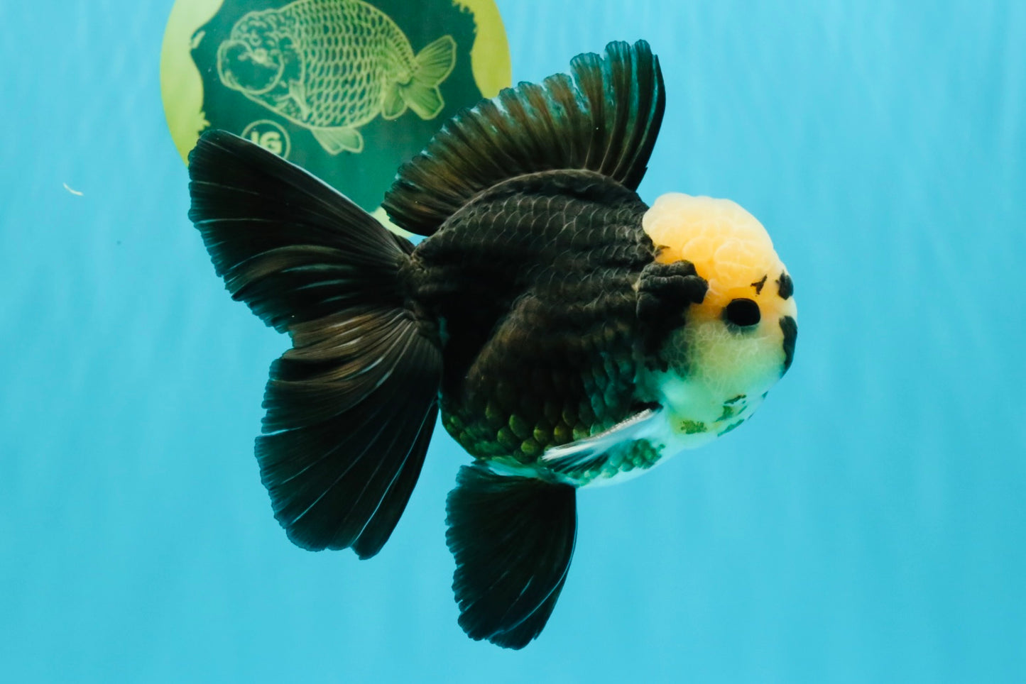 AAA Grade Panda Button Eyes Oranda Male 5.5 inches #031326OR_25