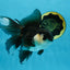 Panda Oranda Female 5.5 inches #100325OR_17