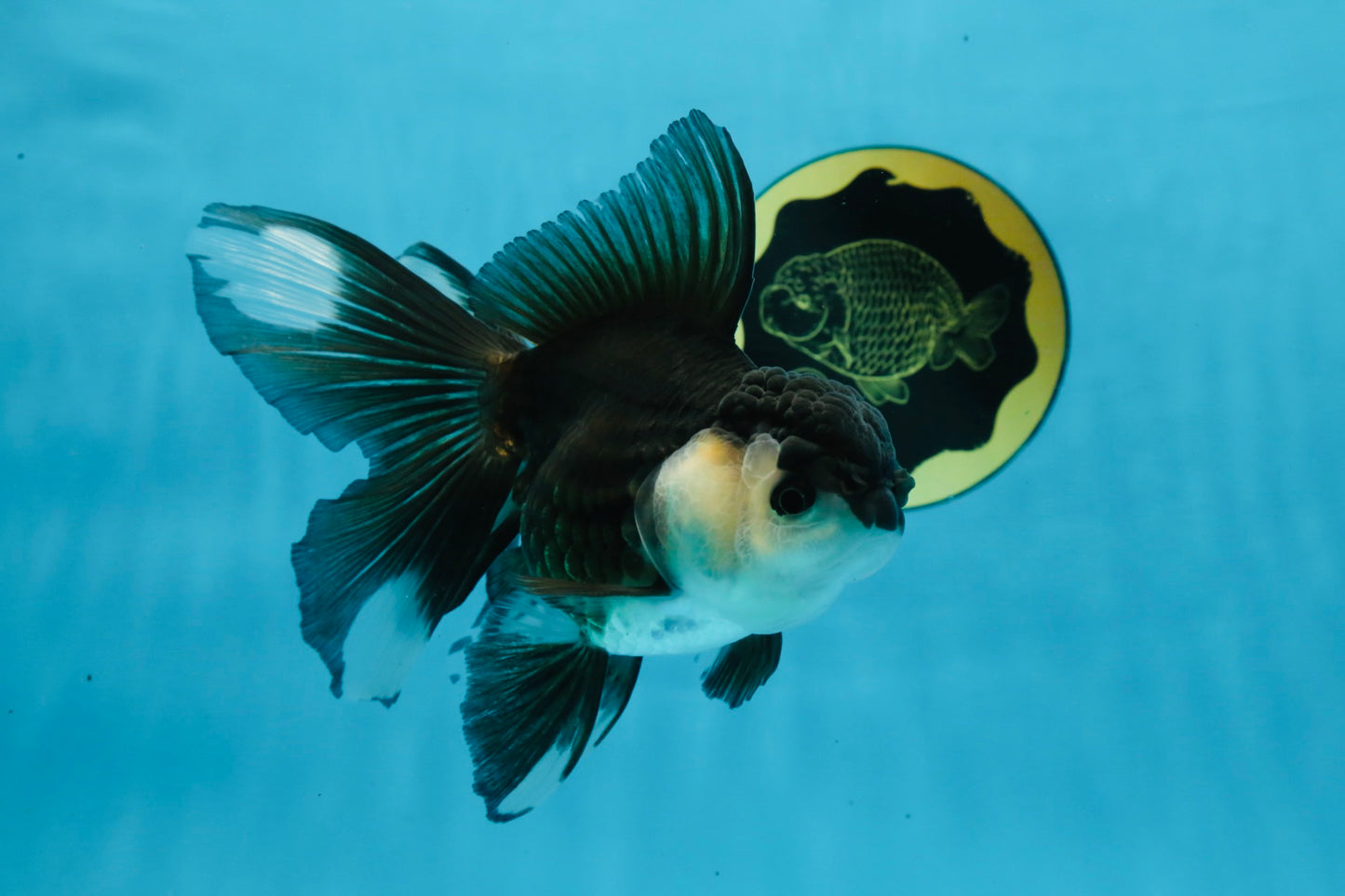 Panda Oranda Female 5.5 inches #100325OR_17