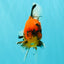 SPECIAL AAA Grade Tiger Oranda Male 6 inches #073126OR_23