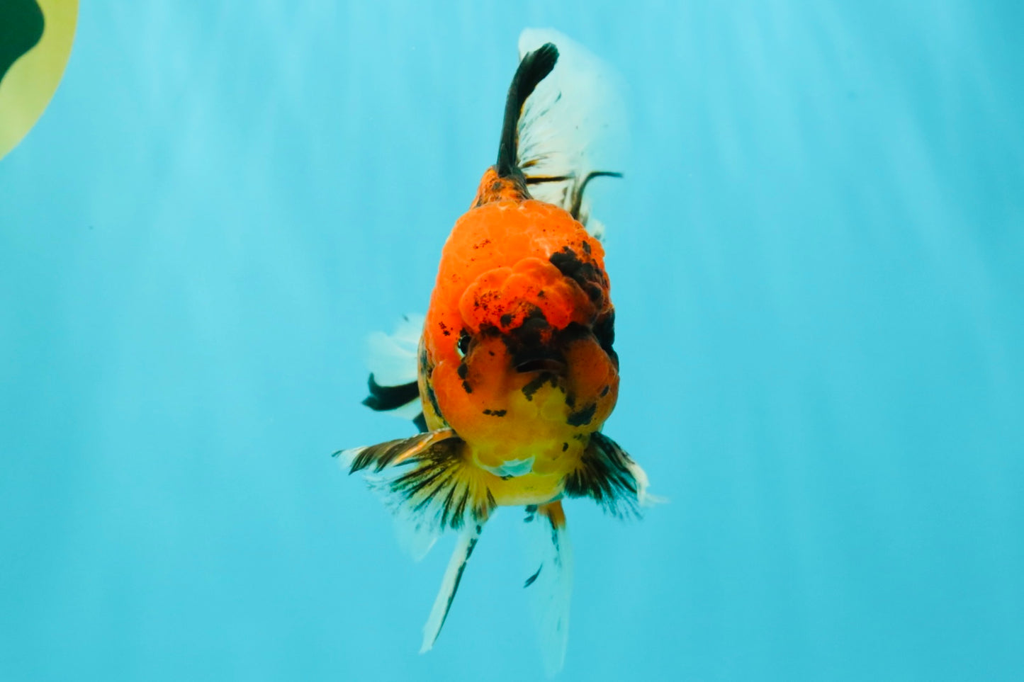 SPECIAL AAA Grade Tiger Oranda Male 6 inches #073126OR_23