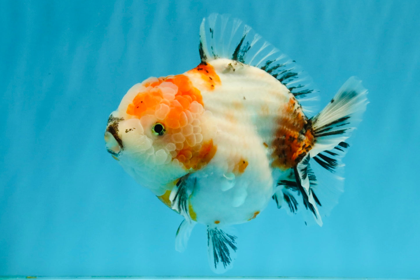 A Grade Sakura Yuanbao Female 5.5 inches #041026YB_24