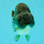 AAA Grade Black Blue Ranchu Female 6 inches #102326RC_01