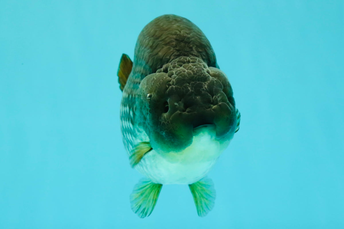 AAA Grade Black Blue Ranchu Female 6 inches #102326RC_01