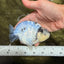 AAA Grade White Tiger Blue Base Ranchu Female 4.5 inches #062626RC_10
