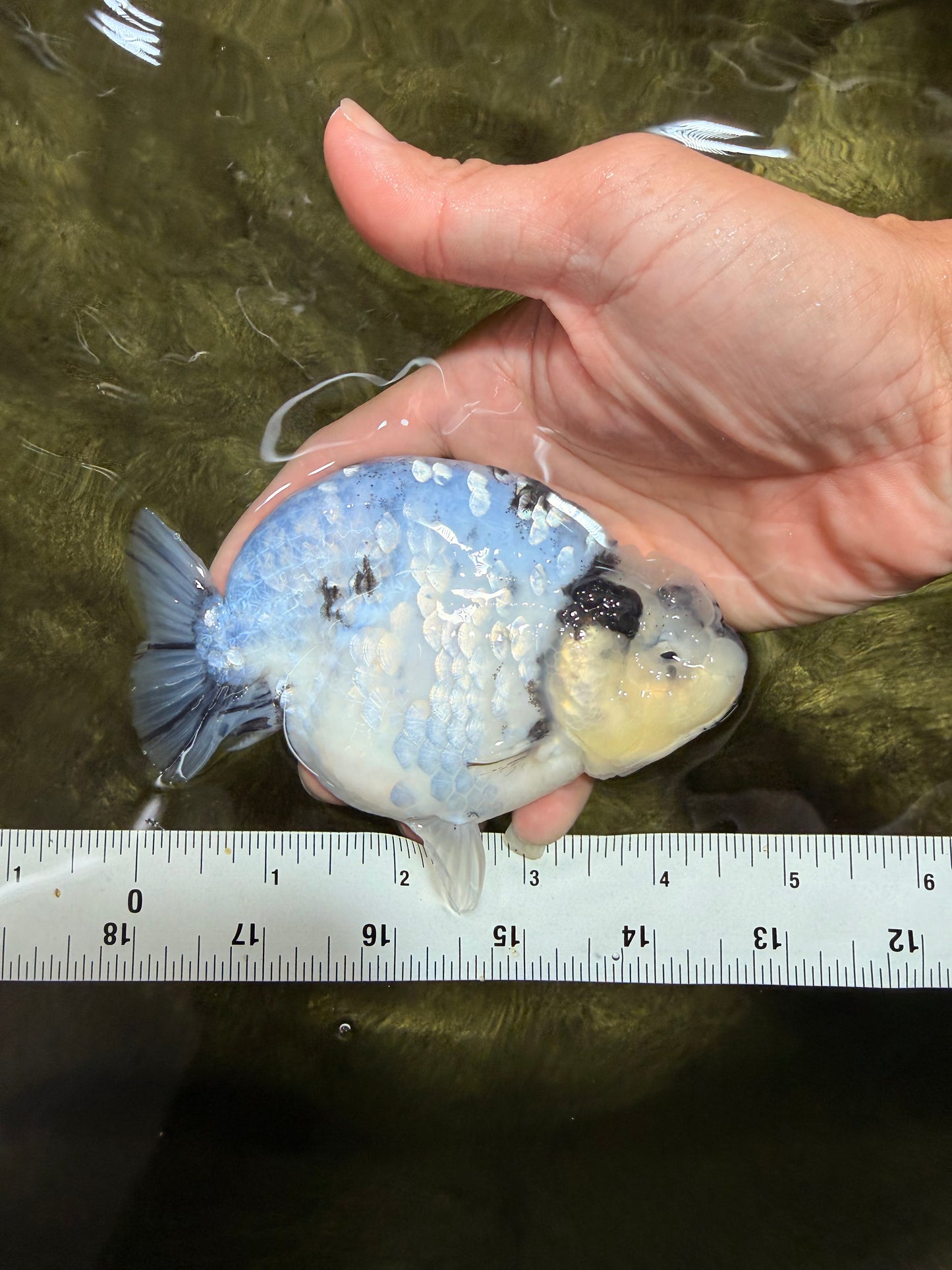 AAA Grade White Tiger Blue Base Ranchu Female 4.5 inches #062626RC_10