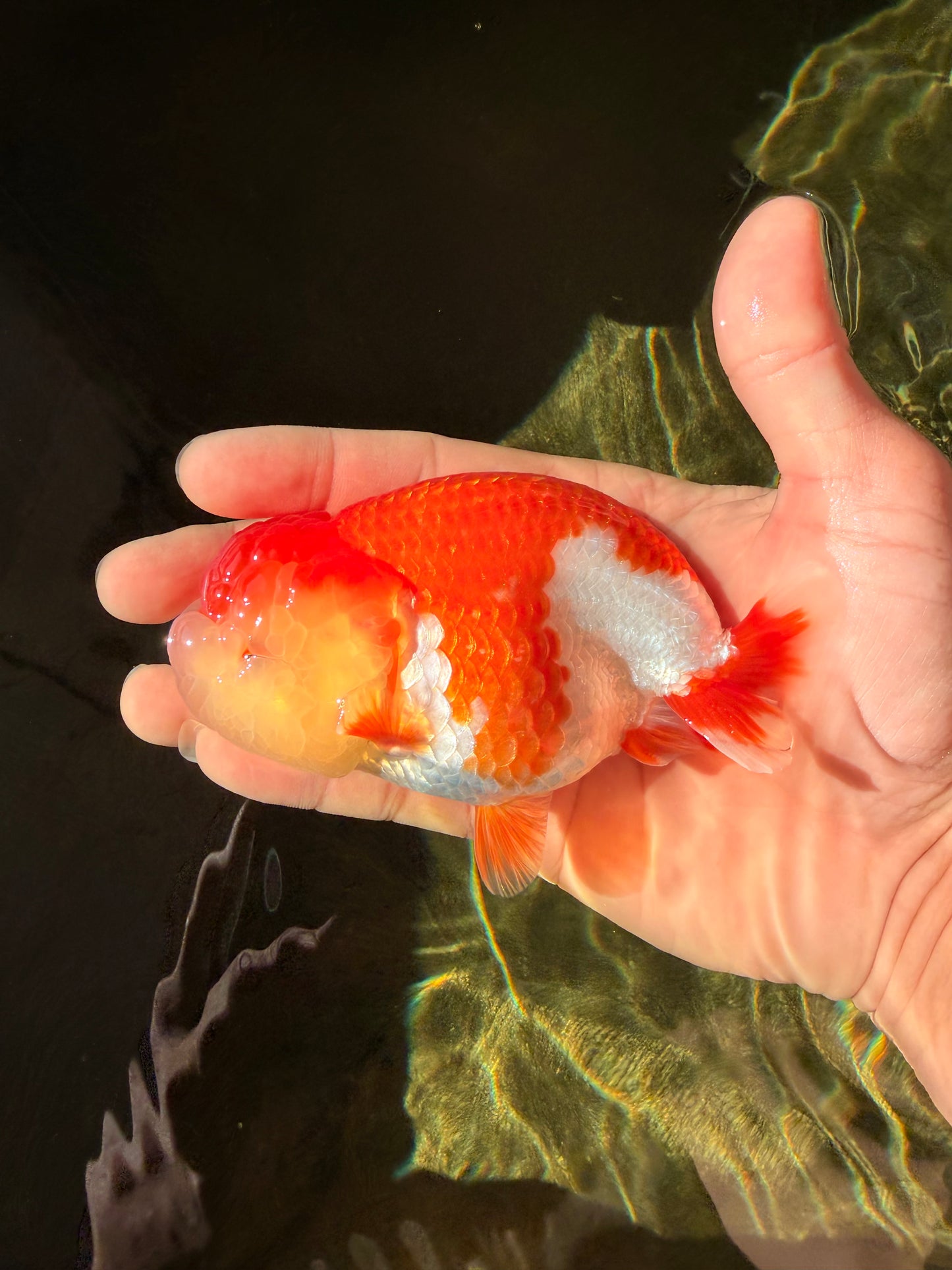 AAA Grade Peekaboo Dragon Head Red White LionQueen 4.5 inches #022726LC_27