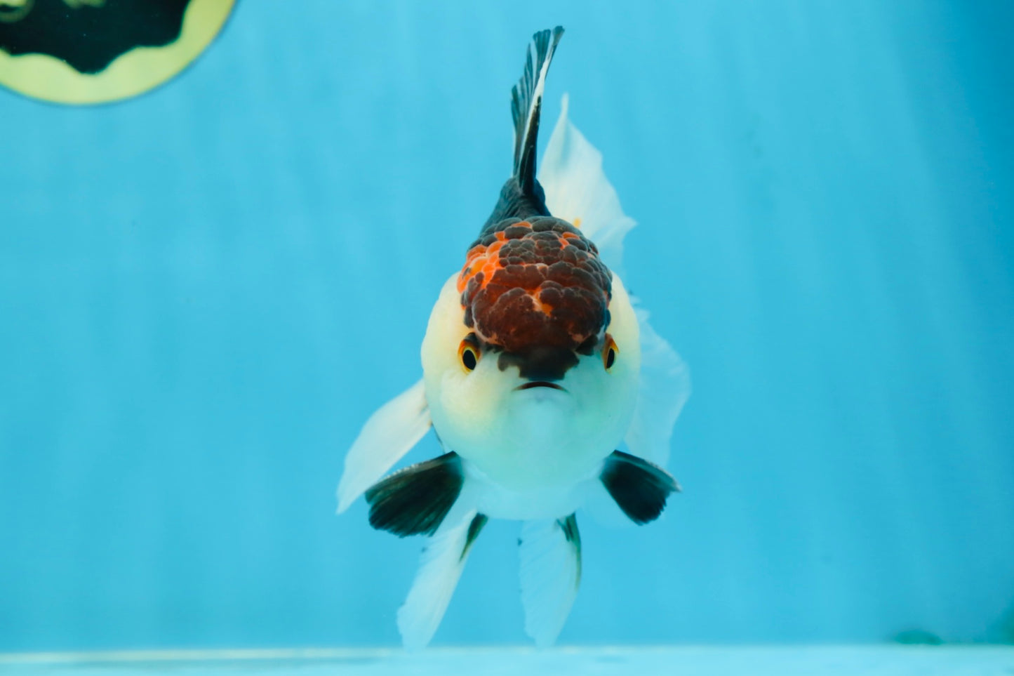 AAA Grade Tricolor Oranda Male 5 inches #080125OR_31