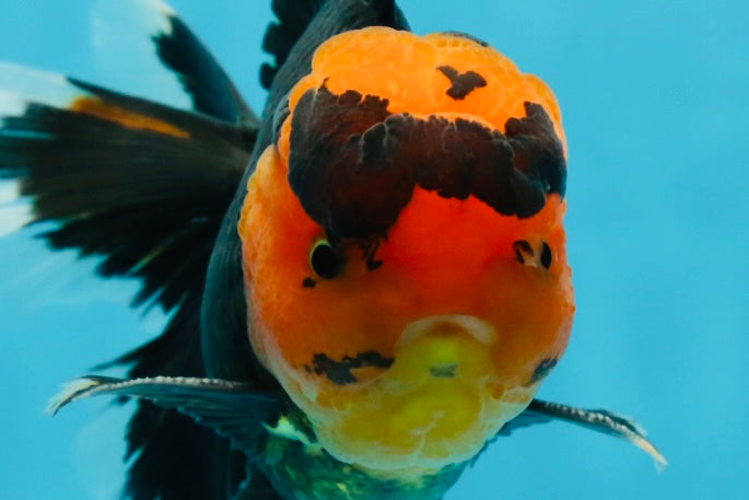 AAA Grade Apache Oranda Male 5-5.5 inches #050925OR_37