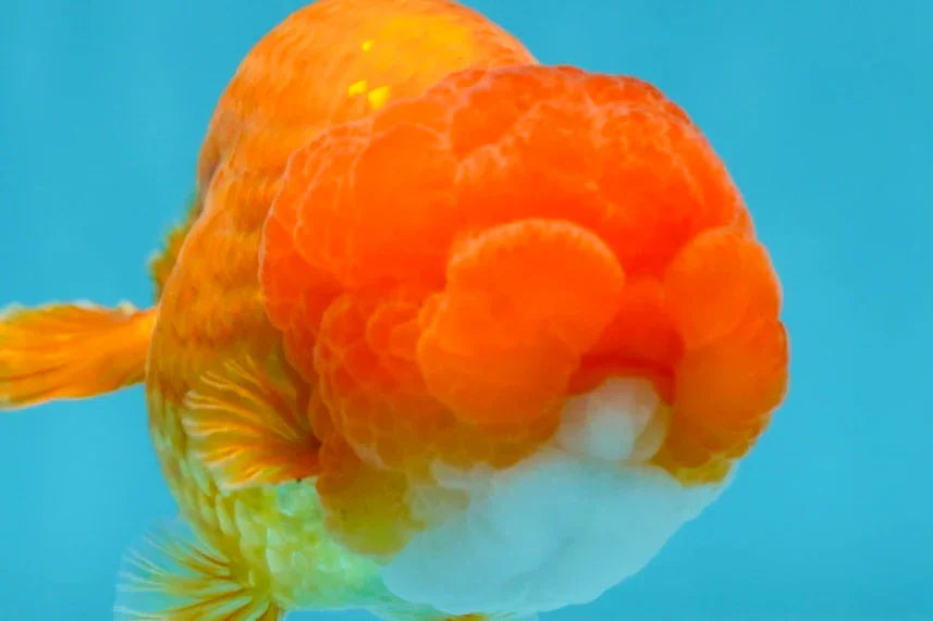 A Big Wen Grade Red LionQueen 4.5 inches #051625LC_39