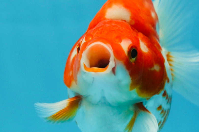 A GRADE Polkadot Red White Ryukin Female 5 inches #050925RK_19