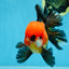A Grade SUPER CUTE Apache Oranda Male 5.5 inches #072525OR_11