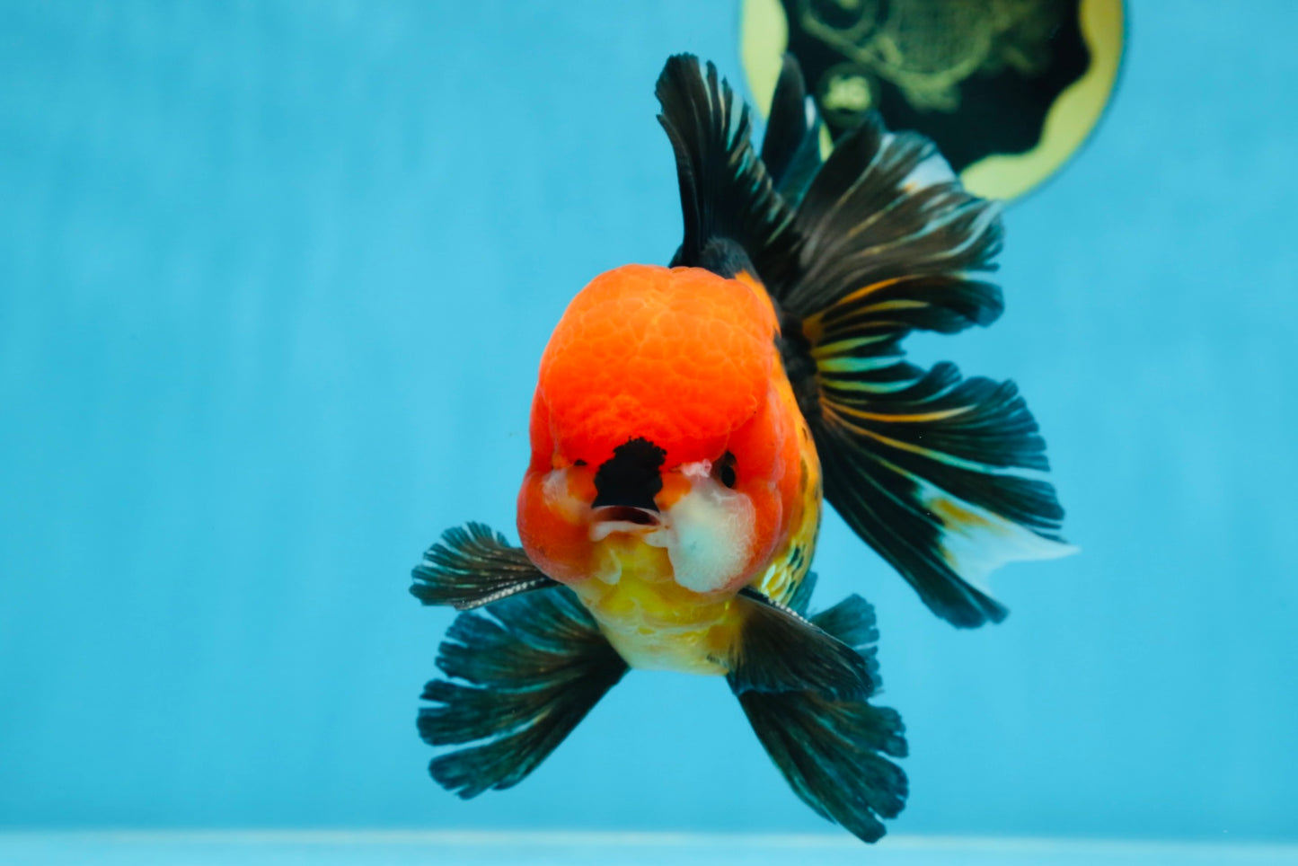 A Grade SUPER CUTE Apache Oranda Male 5.5 inches #072525OR_11