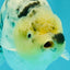 UNIQUE AAA Grade Jumbo Bloodline White Tiger Ranchu Male 4.5-5 inches #071726RC_06