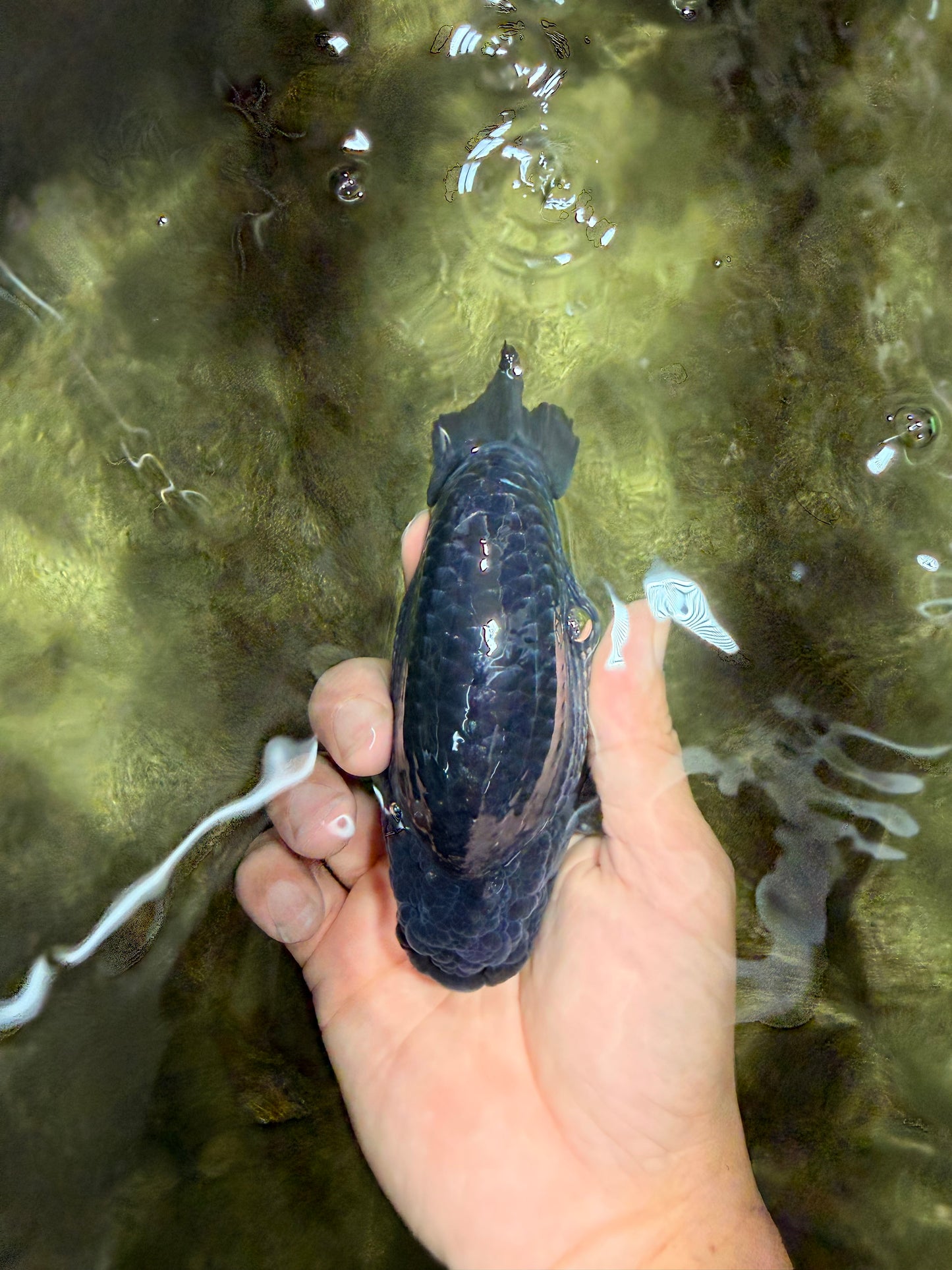 CHUBBY AAA Grade Platinum Black Blue Ranchu Male 5 inches #062626RC_09