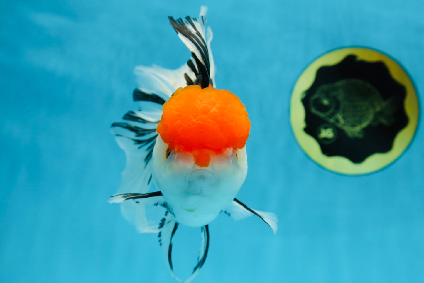 A Grade Tricolor Oranda Female 6-6.5 inches #071125OR_10