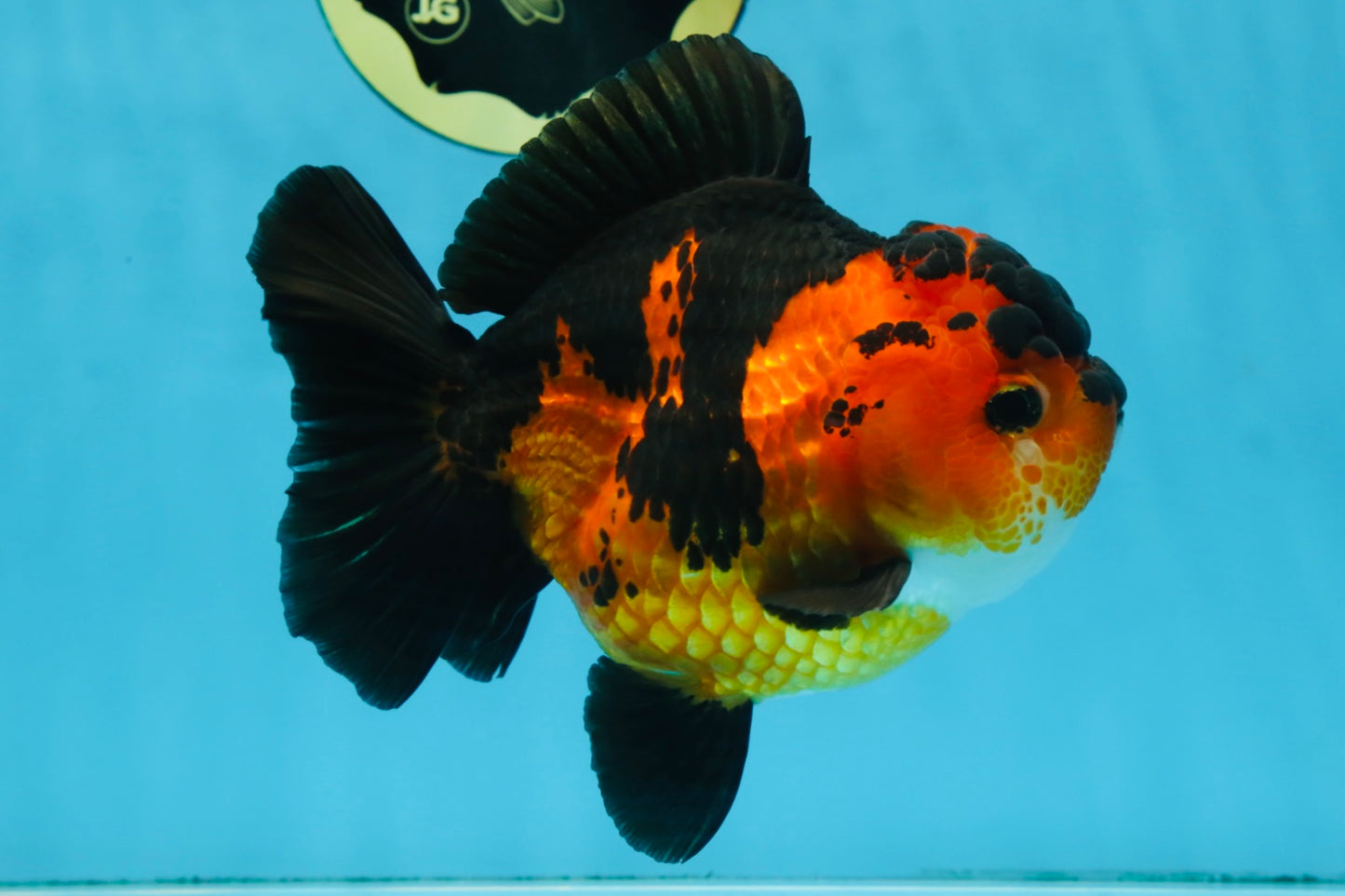 AAA Grade FIRE Apache Yuanbao Female 5-5.5 inches #091925YB_19