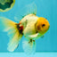 A Grade Marble Oranda Male 6.5 inches #080726OR_21