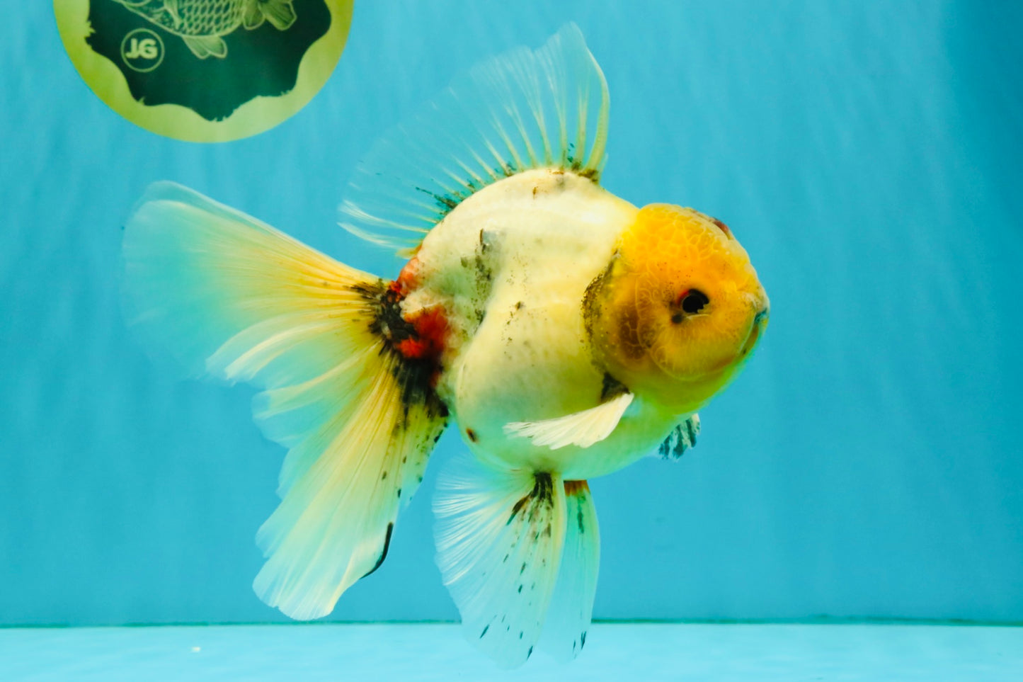 A Grade Marble Oranda Male 6.5 inches #080726OR_21