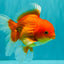 A Grade Red White Oranda Male 5.5 inches #091826OR_06