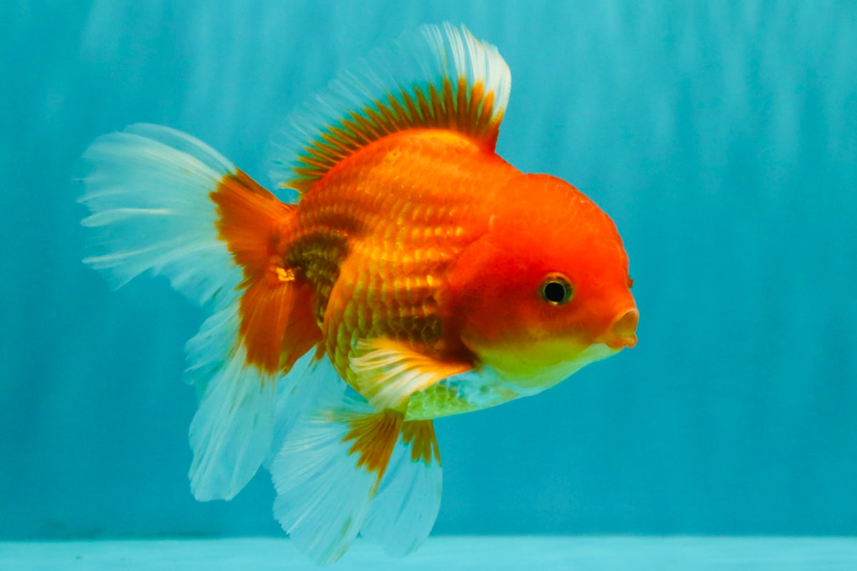 A Grade Red White Oranda Male 5.5 inches #091826OR_06