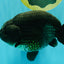 UNIQUE Black Blue Ranchu Male 5.5 inches #100226RC_24